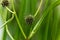 Branched bur reed, Sparganium erectum.