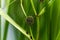 Branched bur reed, Sparganium erectum.