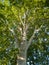 Branched canopy with green leaves on a plane tree in summer