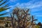 Branched Pencil Cholla, Cylindropuntia ramosissima, Joshua Tree National park