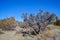 Branched Pencil Cholla, Cylindropuntia ramosissima, Joshua Tree National park, California