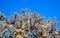 Branched Pencil Cholla, Cylindropuntia ramosissima, Joshua Tree National park, California