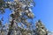 Branched of Pine trees covered in snow