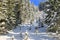 Branched of Pine trees covered in snow