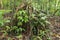 Branched root system of a tropical tree in the rainforest. Roots protruding above the surface of the soil. Tropical vegetation