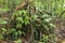 Branched root system of a tropical tree in the rainforest. Roots protruding above the surface of the soil. Tropical vegetation