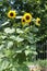 Branched sunflower with several flower heads in mid July