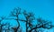 A branched tree in front of a cyan blue sky during a warm winter morning in munich, bavaria