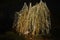 Branched tree with golden illumination in Christmas Garden Berlin Europe. Shiny Christmas lights on old tree and human silhouette