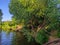 Branched tree on the river bank