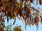 Branches of Acacia Tree with Yellow Leaves and Brown Seed Pods against blue sky.