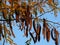 Branches of Acacia Tree with Yellow Leaves and Brown Seed Pods against blue sky.