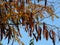 Branches of Acacia Tree with Yellow Leaves and Brown Seed Pods against blue sky.