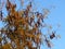 Branches of Acacia Tree with Yellow Leaves and Brown Seed Pods against blue sky.