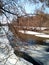 The branches of Acer negundo with lionfish against the background of a river with forested banks opened from the ice.