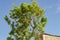 Branches With Ackee Against Sky Background