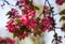 Branches of apple blossoming pink flowers