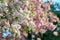 Branches of apple quince tree in blossom