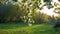 Branches of an apple tree with blooming flowers in the background of a forest and meadow in the evening