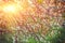 Branches of apple tree with blossoming flovers at sunset