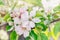 Branches of an apple tree with pink flowers in a flowering orchard on a spring sunny day