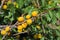 Branches of the apricot tree with great number of fruits in the garden in summer