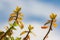 Branches of Aptenia Cordifolia with a blue sky with clouds in the background