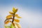 Branches of Aptenia Cordifolia with a blue sky with clouds in the background