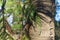 Branches of Araucaria on the background of the trunk on a Sunny day.