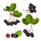 Branches of aronia with green leaves on white. Chokeberries vector