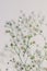 Branches of baby breath flowers on white background