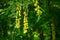 Branches with beautiful yellow hanging flowers of golden rain tree in spring garden.Laburnum anagyroides