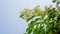 Branches of beauty petite white petals Wrightia flowering bush tree blooming on green leaf background, fragrant plant in a garden