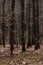 Branches of a Beech Tree with Yellow Leaves in a Spring Forest , Gdansk , Poland