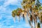 Branches of a big tree with spanish moss draping down side view