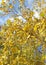 Branches birch, autumn colorful leaves, landscape