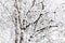 Branches of a birch under a thick layer of snow, close-up