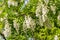 Branches of the black locust Robinia pseudoacacia