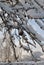 Branches of black rowan covered with ice and fluffy snow on a blue sky background.