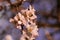 Branches of blooming almond tree with pink flowers