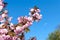 Branches of blooming beautiful sakura against the blue sky. Hanami. Sakura blossom time