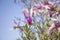 Branches of a blooming magnolia tree against a blue sky