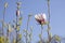 Branches of a blooming magnolia tree against a blue sky