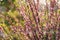 Branches of blooming pink dwarf almonds