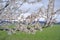 branches of blooming white hawthorn in the meadow