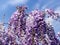 Branches of blooming wisteria close-up on a background of blue sky. Natural floral background