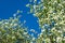 Branches of a blossoming apple tree against a blue sky. White flowers. Spring flowering. Pollen. Stamen.