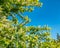 Branches of blossoming apple tree in Germany