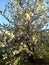 Branches of a blossoming apple tree. There will be a good harvest! The awakening of nature in the spring.