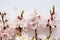 Branches of a blossoming apricot on a white background. Pink flower petals. Delicate spring bouquet. Horizontal orientation